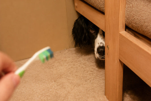 My Dog Won't Let Me Brush His Teeth? What Actually Helps