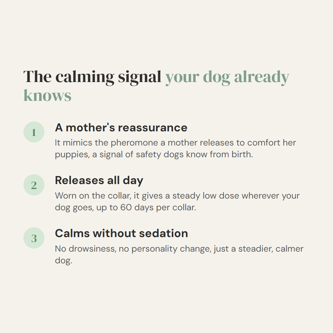 Help Your Anxious Dog Feel Safe Without Sedation