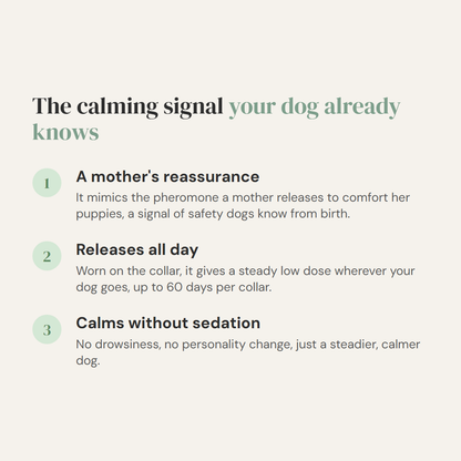Help Your Anxious Dog Feel Safe Without Sedation