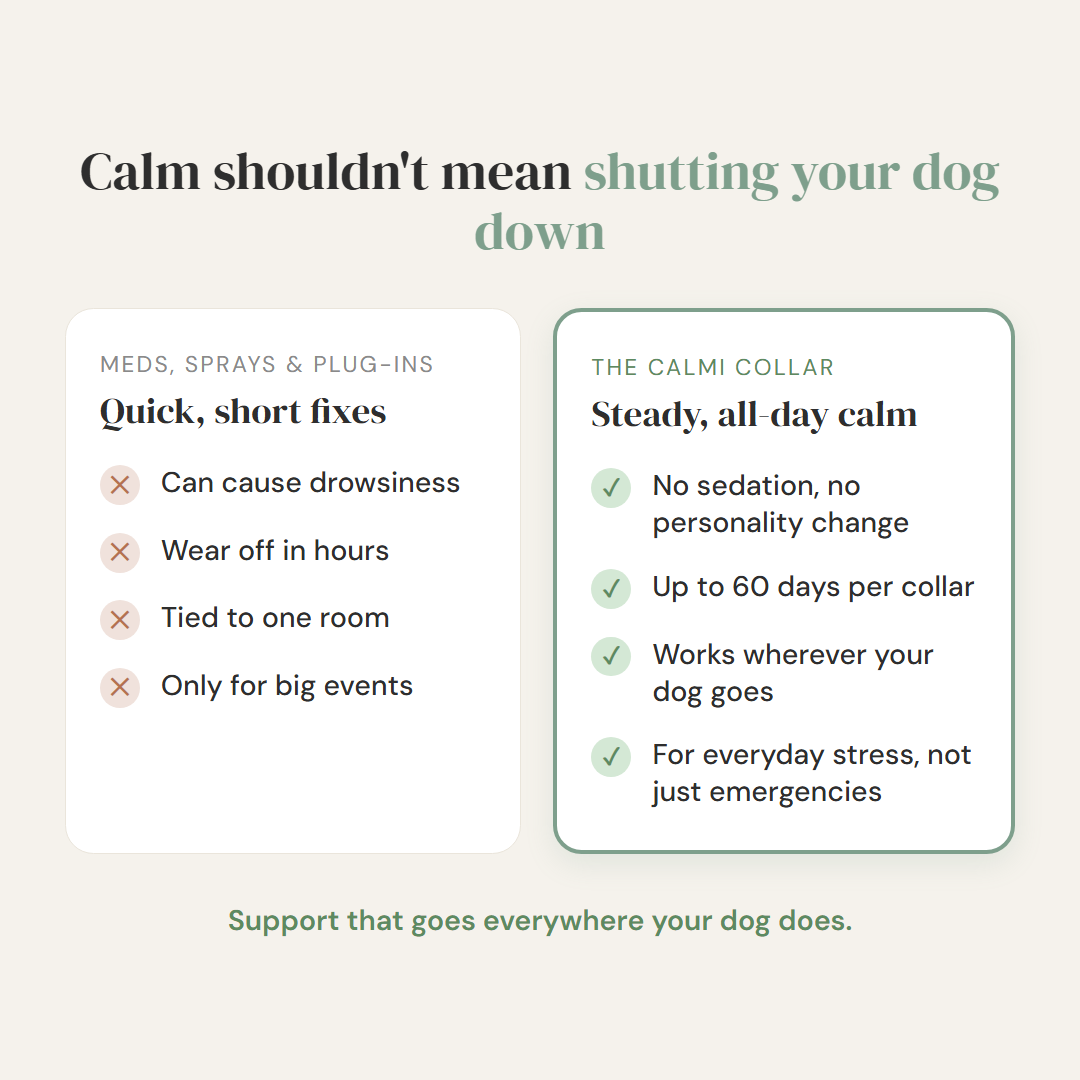 Help Your Anxious Dog Feel Safe Without Sedation