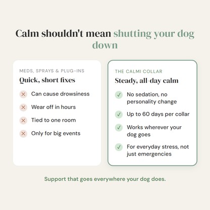 Help Your Anxious Dog Feel Safe Without Sedation