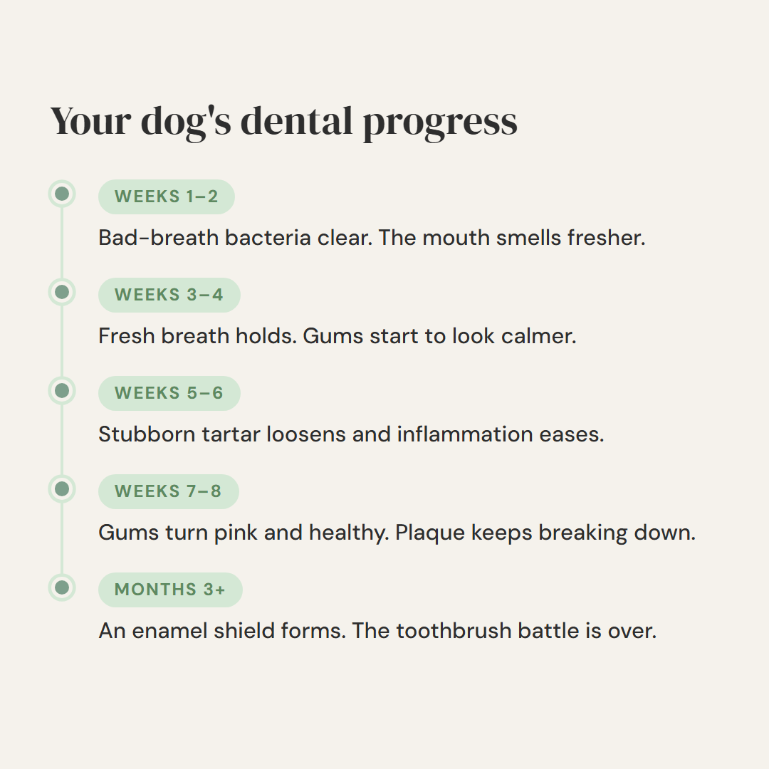 Skip the $800 Dental Cleaning — Without the Toothbrush Battle