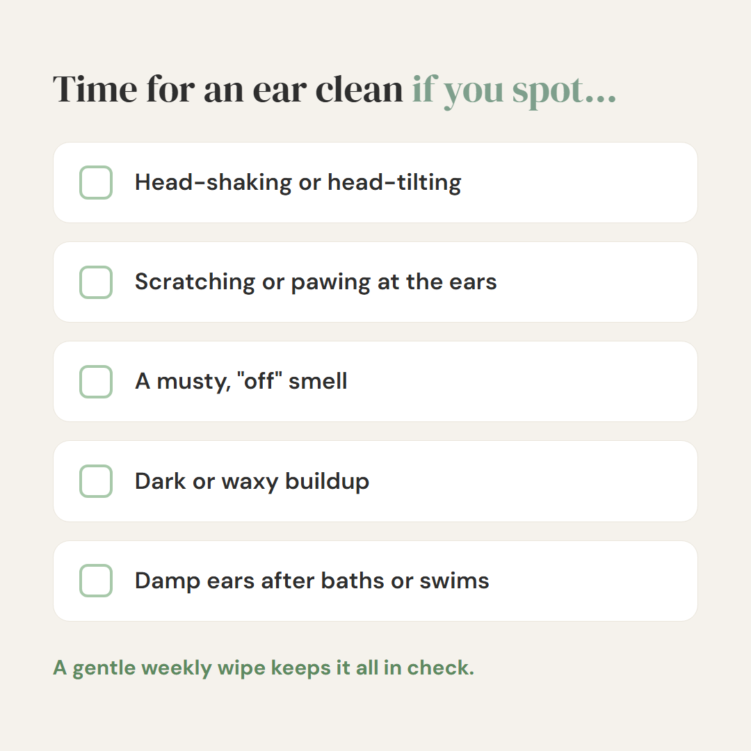 Stop the Head-Shaking and Musty Ear Smell, Gently